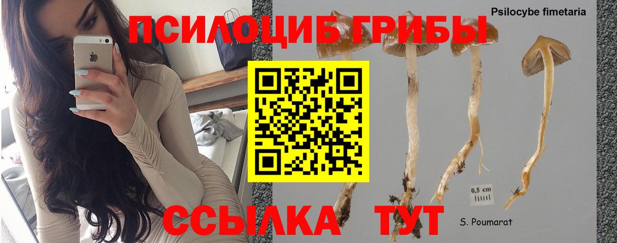 Псилоцибиновые грибы Cubensis  Вход с VPN  Псилоцибиновые грибы Psilocybe  Севастополь 